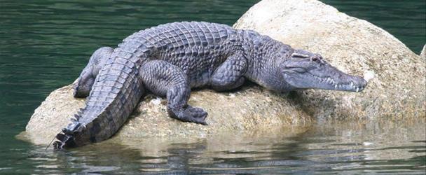 Крокодил: Гороскоп Майя