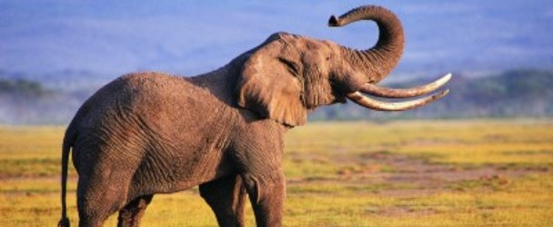 Слон: Индийский гороскоп