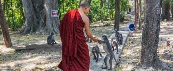 Монах и обезьяна: Тибетский гороскоп