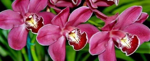 Орхидея: Цветочный гороскоп