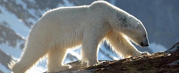 Белый медведь: Зороастрийский гороскоп