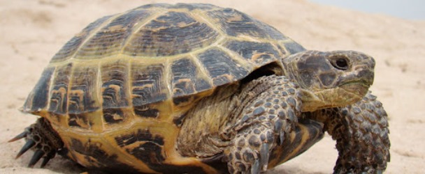 Черепаха: Зороастрийский гороскоп