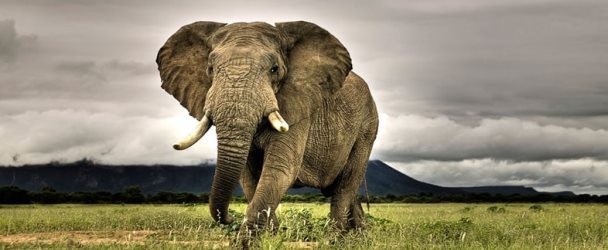 Слон: Зороастрийский гороскоп