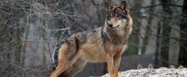 Волк: Зороастрийский гороскоп