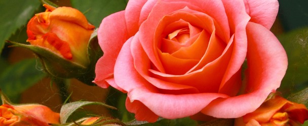 Роза: Цветочный гороскоп