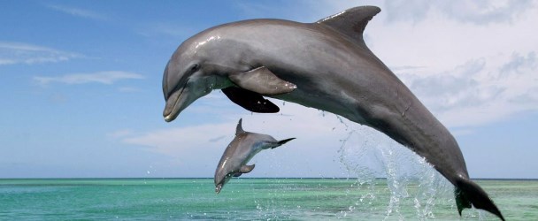 Дельфин: Зороастрийский гороскоп